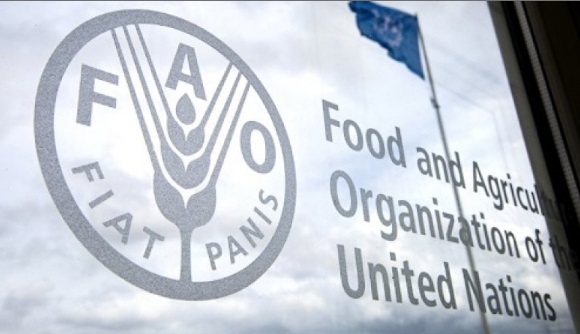 The UN Food and Agriculture Organization
